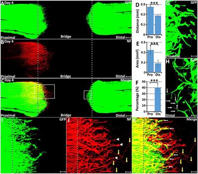 Analysis of Schwann Cell Migration and Axon Regeneration Following Nerve Injury in the Sciatic Nerve Bridge